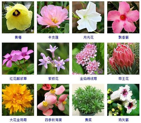 植物名稱大全|植物名字大全集 100种